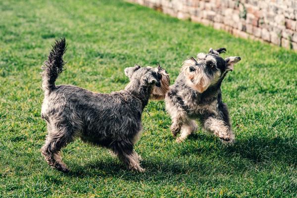 Motion og stimulering af en Fox terrier