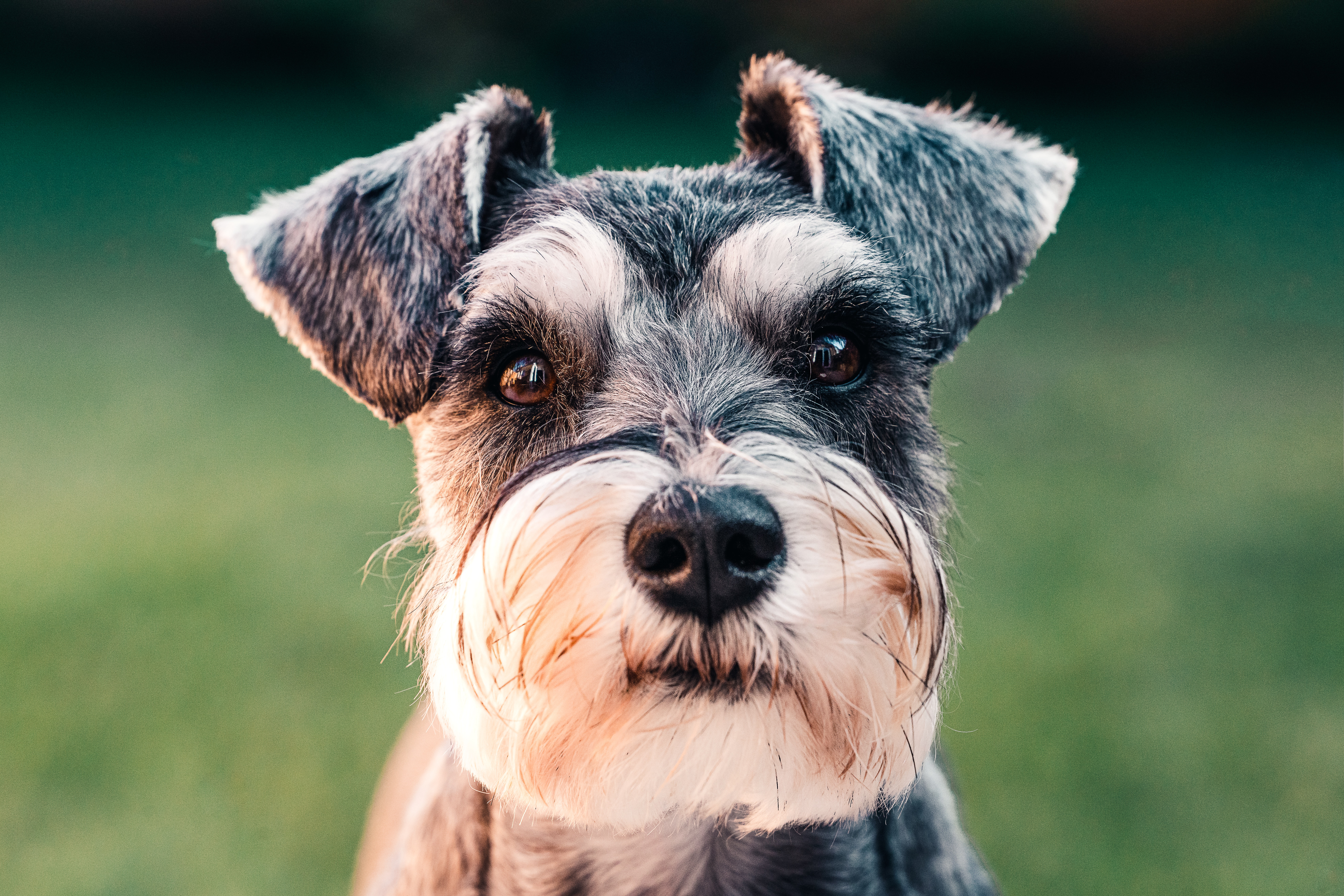 Stimulering Fox Terrier